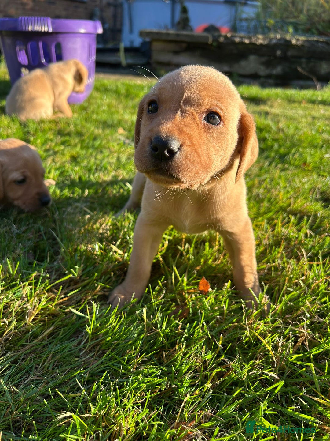 Labrador Retriever dogs for sale: Fox Red Labrador Puppies for Sale - Advert 26
