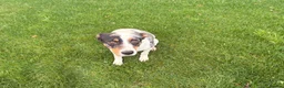 Mixed Breed dogs for sale: Moose - Advert 2
