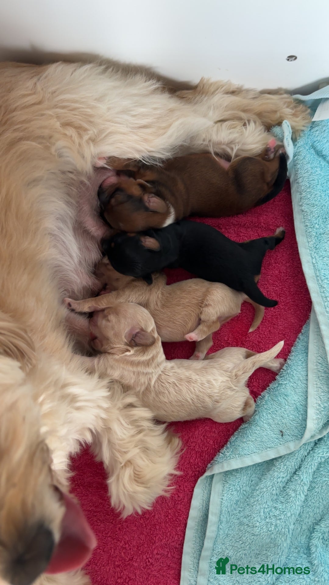 Maltipoo dogs for sale: Maltipoo puppies - Image 1