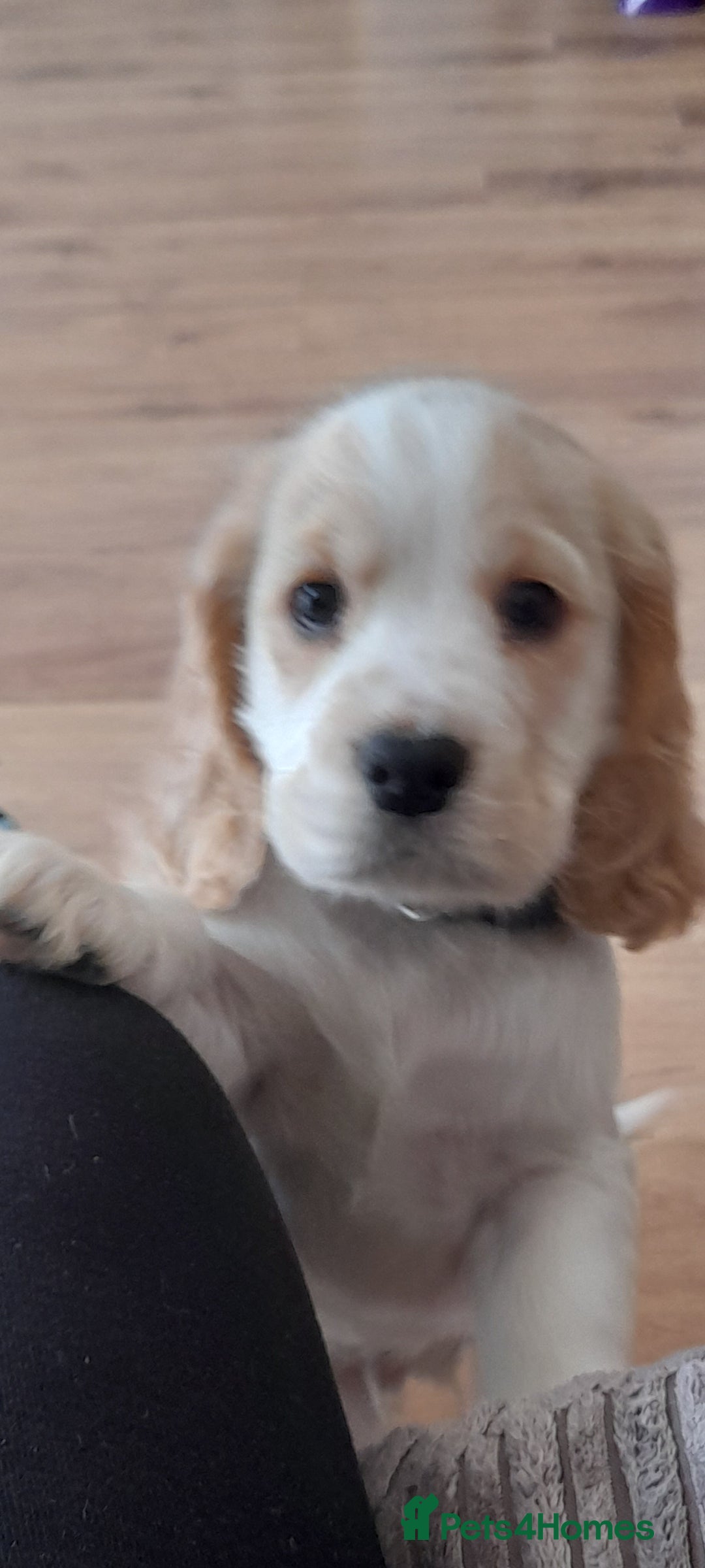 Cocker Spaniel dogs for sale: Male cocker spaniel 2years old  - Advert 9