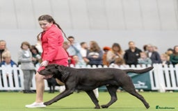 Labrador Retriever dogs for sale: Kc registered Labrador puppies available ⭐️⭐️⭐️⭐️ - Image 10