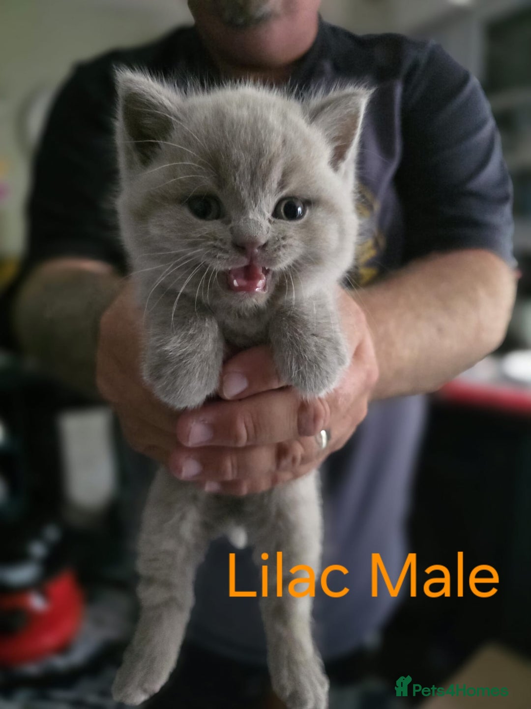 British Shorthair cats for sale: 🐈‍⬛ Last Blue Male 🐈‍⬛ British Shorthair - Image 6
