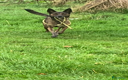 Belgian Shepherd Dog dogs for sale: Belgium Shepard girl needs new home - Image 6