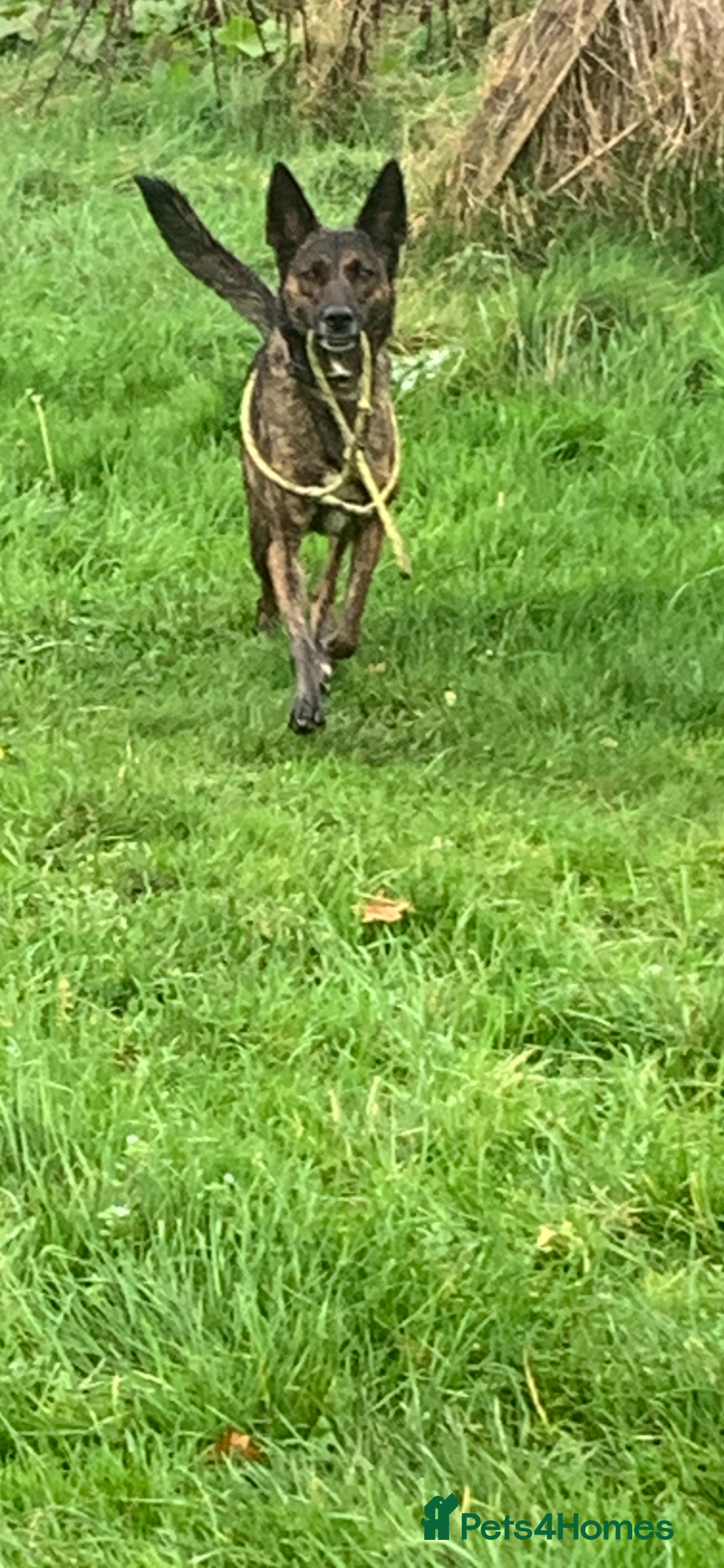 Belgian Shepherd Dog dogs for sale: Belgium Shepard girl needs new home - Image 6