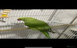 Ringnecks birds for sale: Healthy and lively Indian Ringneck available   - Advert 2