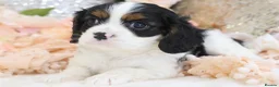 Cavalier King Charles Spaniel dogs for sale: HEALTH TESTED KC Cavalier King Charles Spaniels - Advert 16