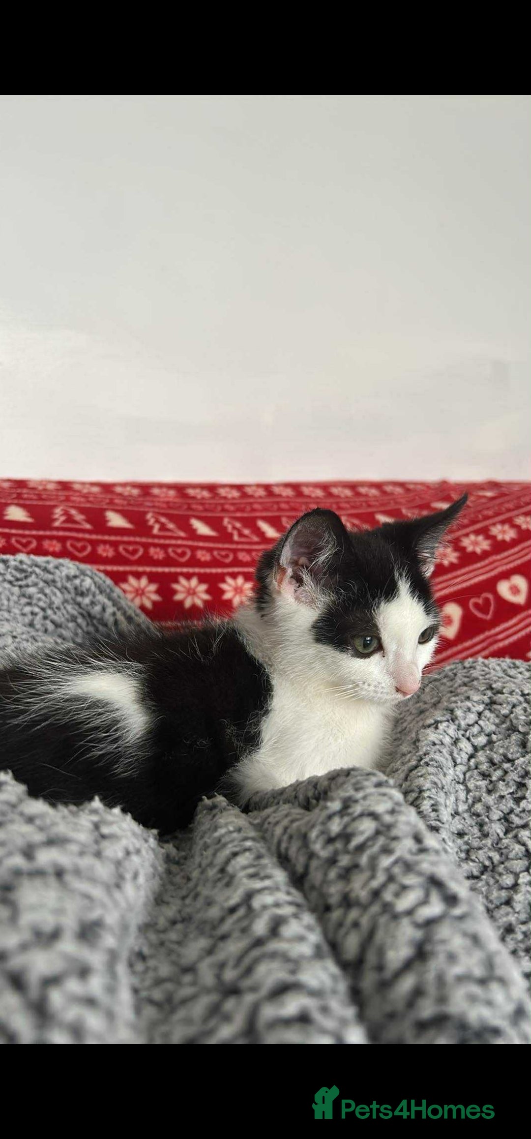 British Longhair cats for sale: Daisy is a 3 month old kitten - Advert 3