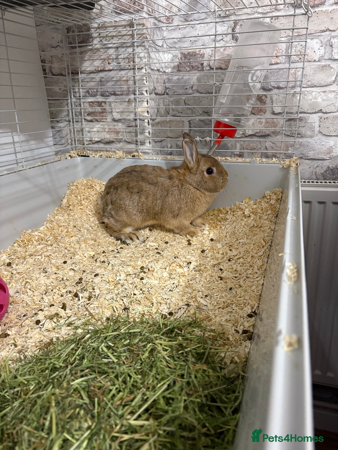 Netherland Dwarf rabbits for sale: 2 x Netherland dwarf rabbits  - Advert 2
