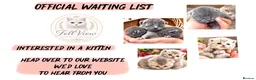 British Shorthair cats for sale: Beautiful Litter of Blue BSH Kittens  - Advert 8
