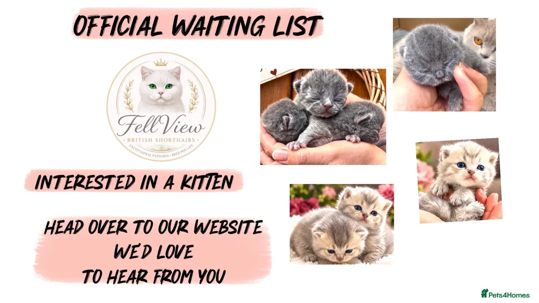 British Shorthair cats for sale: Beautiful Litter of Blue BSH Kittens  - Advert 8