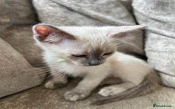 Ragamese cats for sale: Beautiful Ragamese kittens ❤️ - Image 13