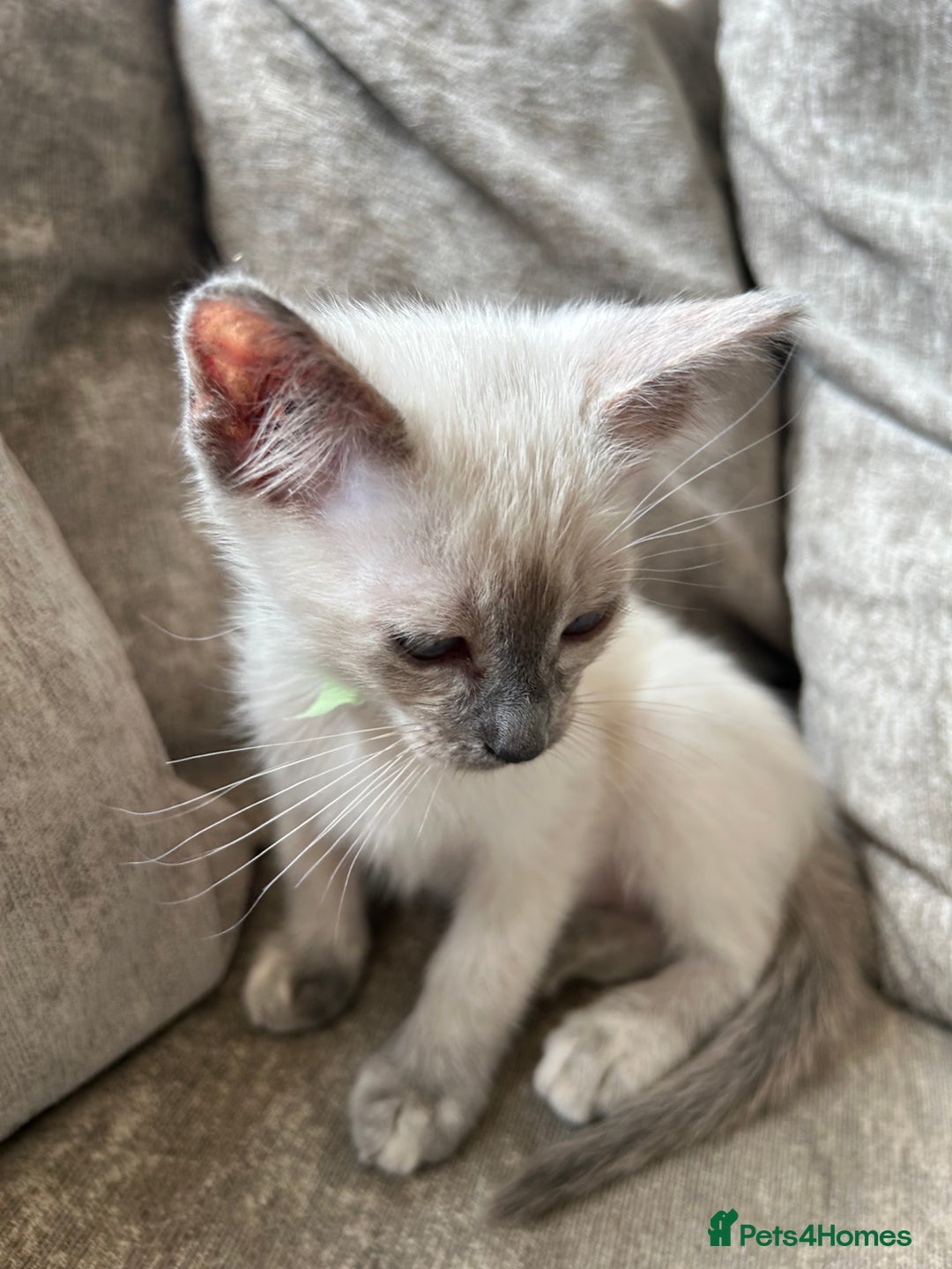 Ragamese cats for sale: Beautiful Ragamese kittens ❤️ - Image 13