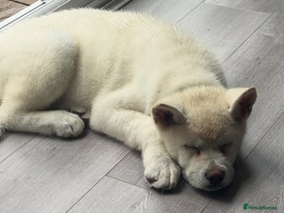 Akita dogs - Advert 1