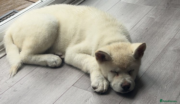 Akita dogs - Advert 1