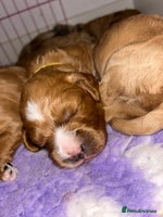 Cavapoo dogs - Advert 4