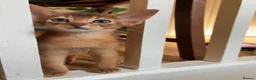 Abyssinian cats for sale: TICA 5* pedigree Abyssinian Kittens  - Advert 8