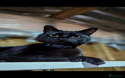 Mixed Breed cats for sale: Stunning Black Male Cat - Image 1