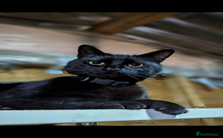 Mixed Breed cats - Advert 2