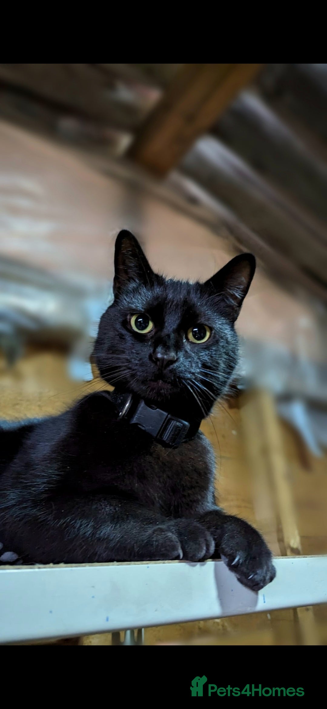 Mixed Breed cats for sale: Stunning Black Male Cat - Image 1