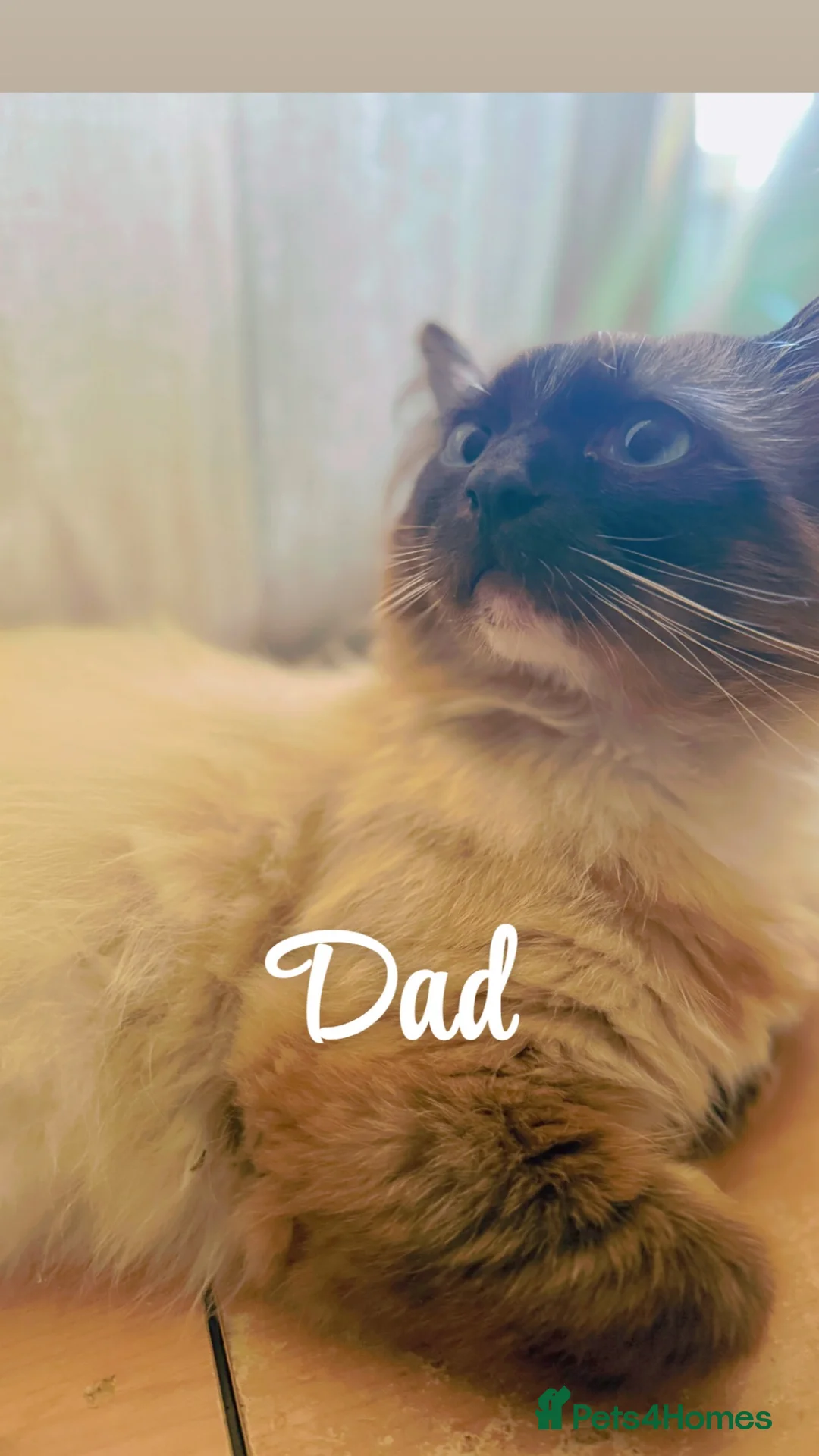 Ragdoll cats for sale: Beautiful Ragdoll Kittens in Faversham - Advert 1