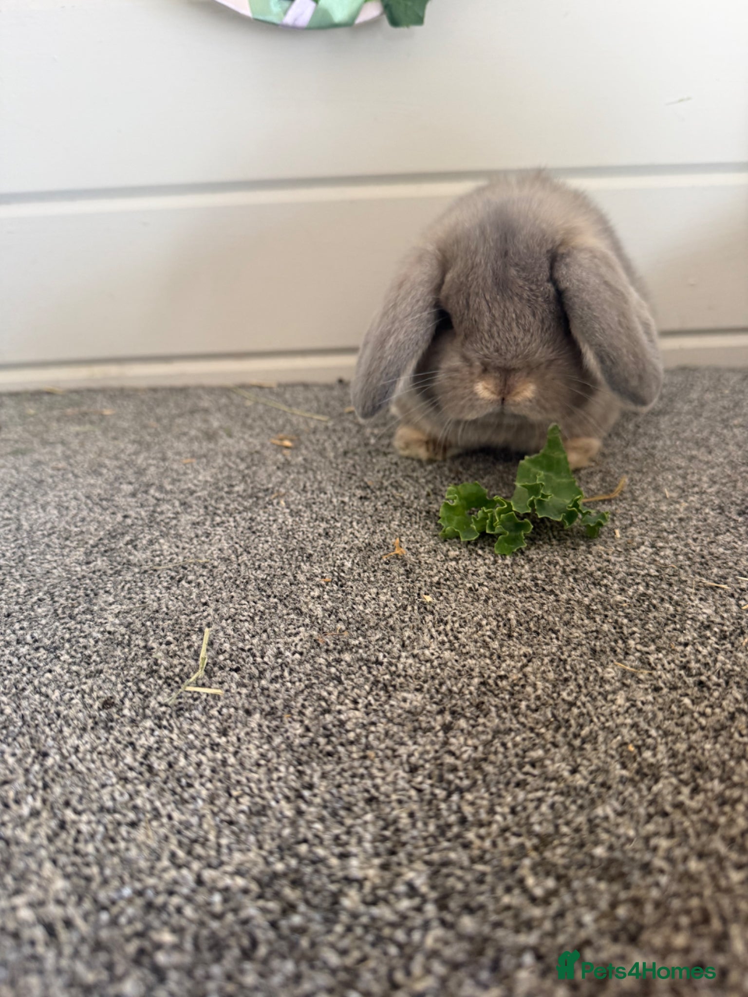 Mini Lop rabbits Mini lop - Advert 5