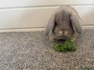 Mini Lop rabbits Mini lop - Advert 14