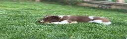 Border Collie dogs for sale: Exceptional Border collie pups  - Advert 5