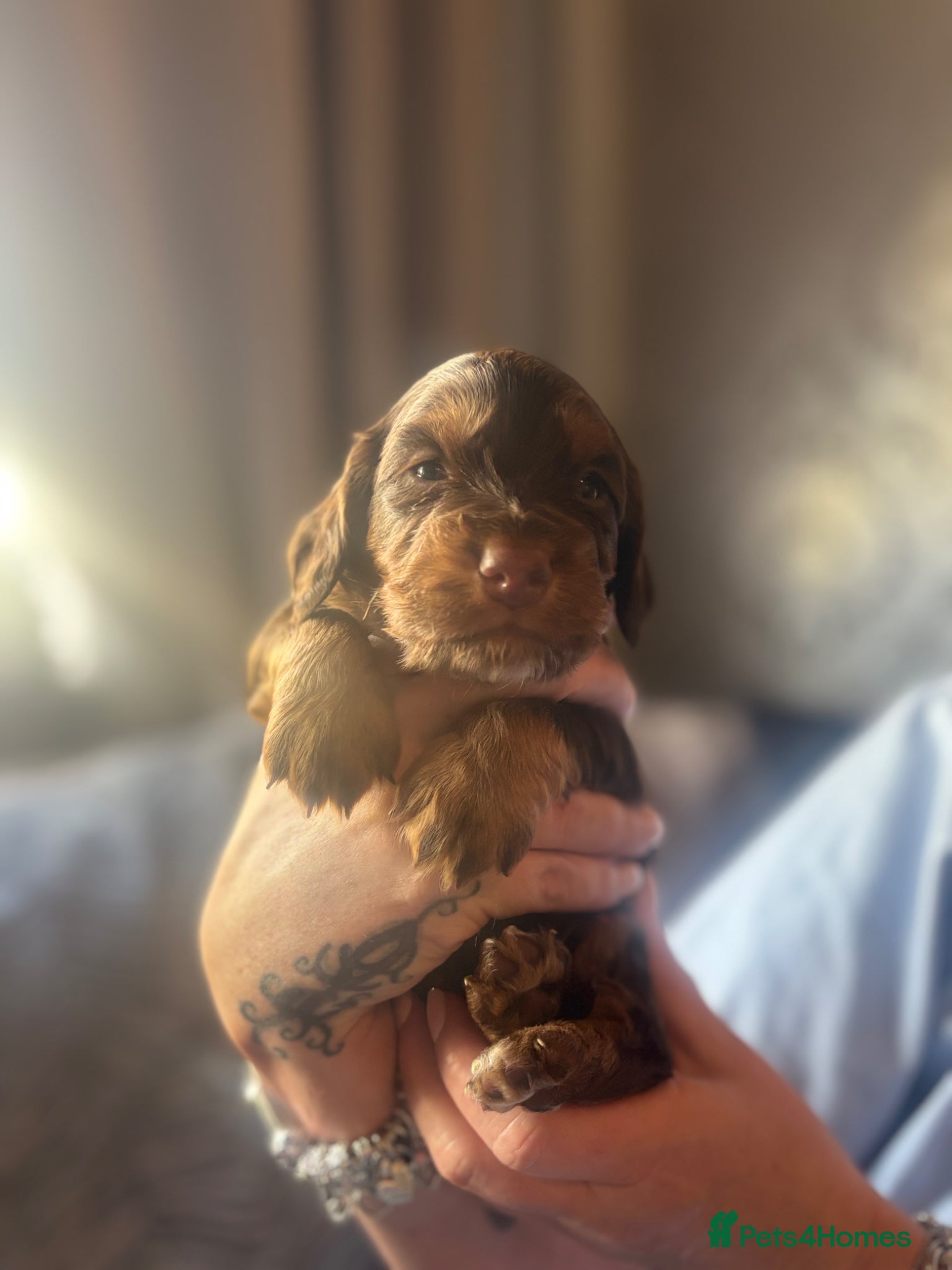 Cocker Spaniel dogs 4 beautiful cocker spaniel puppies  - Advert 2