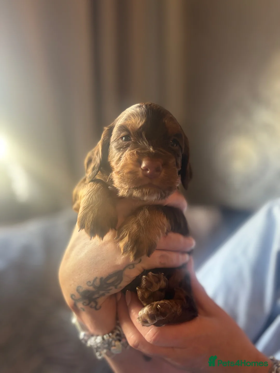 Cocker Spaniel dogs for sale: 4 beautiful cocker spaniel puppies  - Advert 1