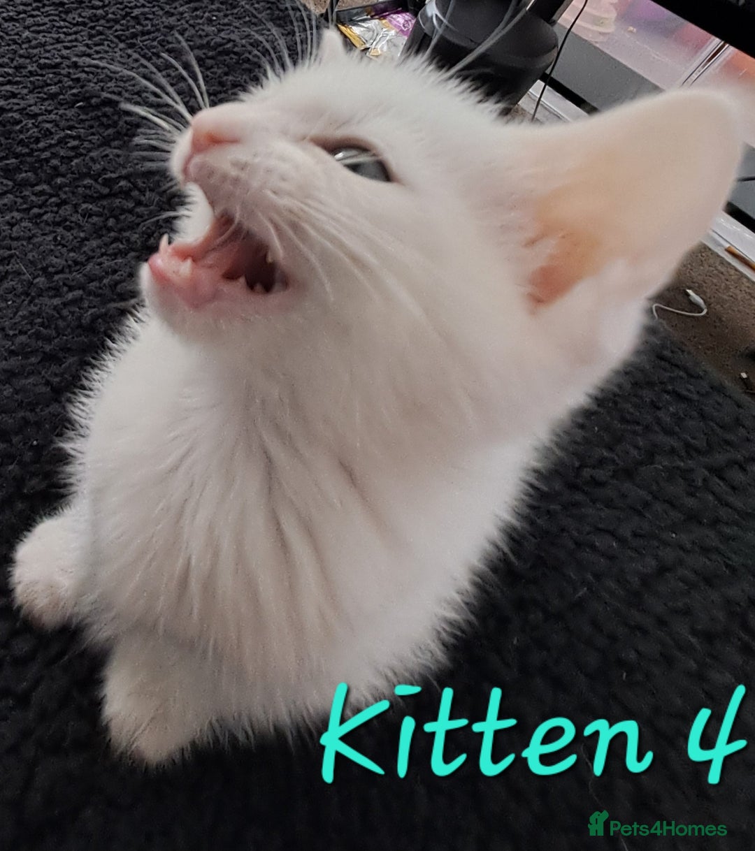 Mixed Breed cats for sale: 4 cute kittens up for sale - Image 30