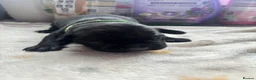 Mixed Breed dogs for sale: Puppies Available Soon - Advert 4