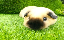 Guinea Pig rodents for sale: 2 Cream California Boars  - Image 3