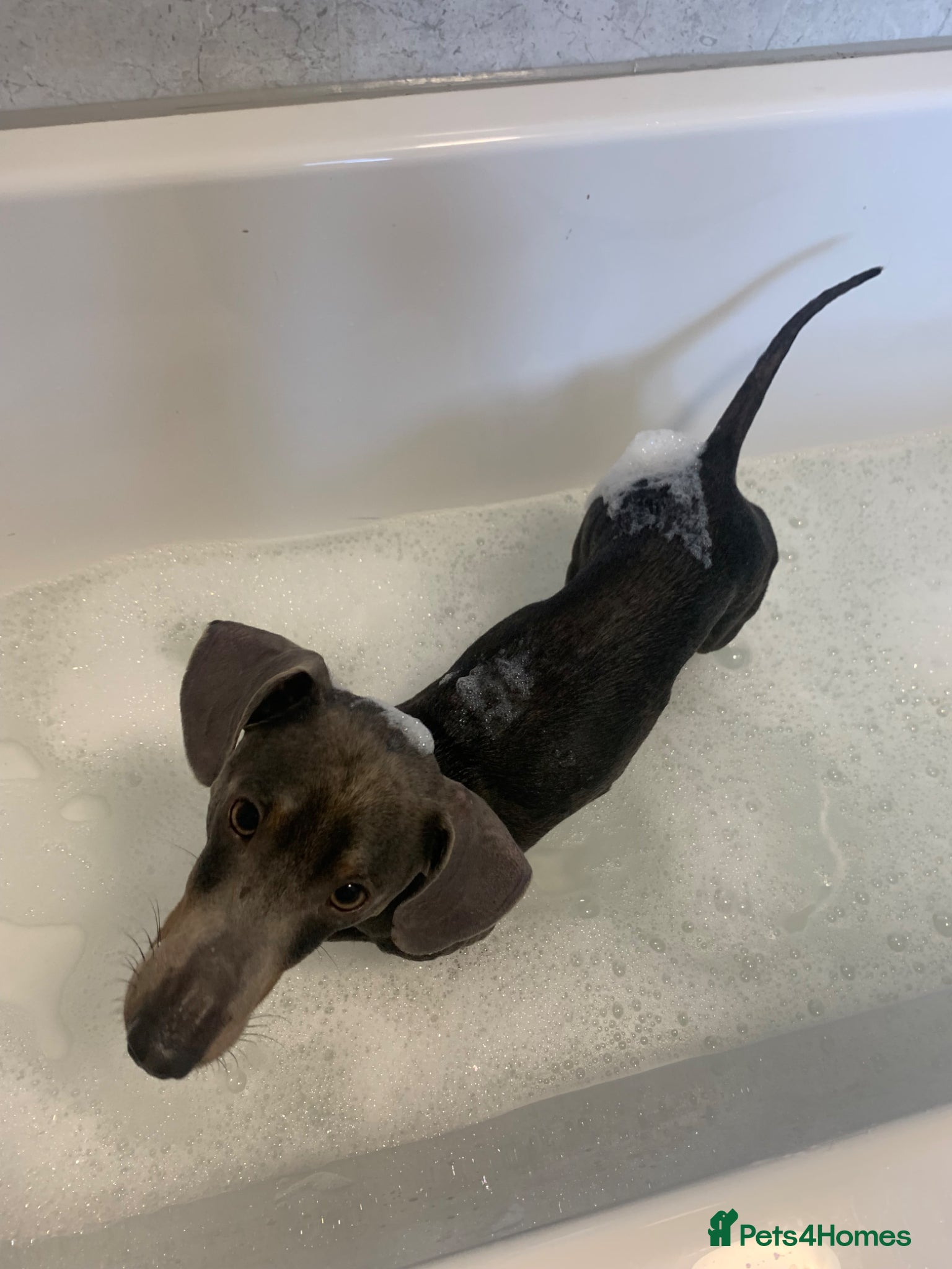 Miniature Dachshund dogs Teddy  - Advert 2