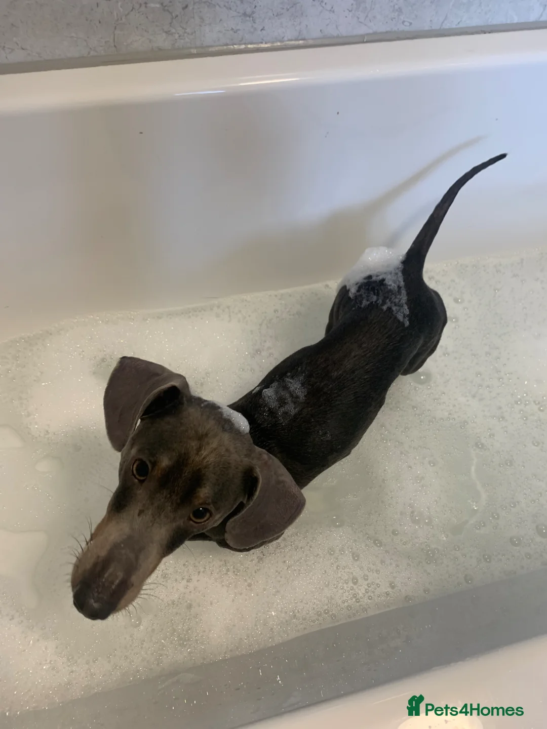 Miniature Dachshund dogs for sale: Teddy  - Advert 1