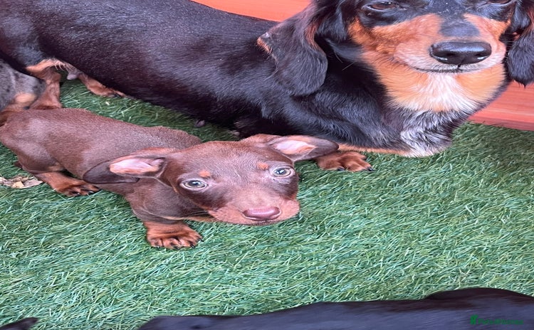 Dachshund dogs - Advert 1
