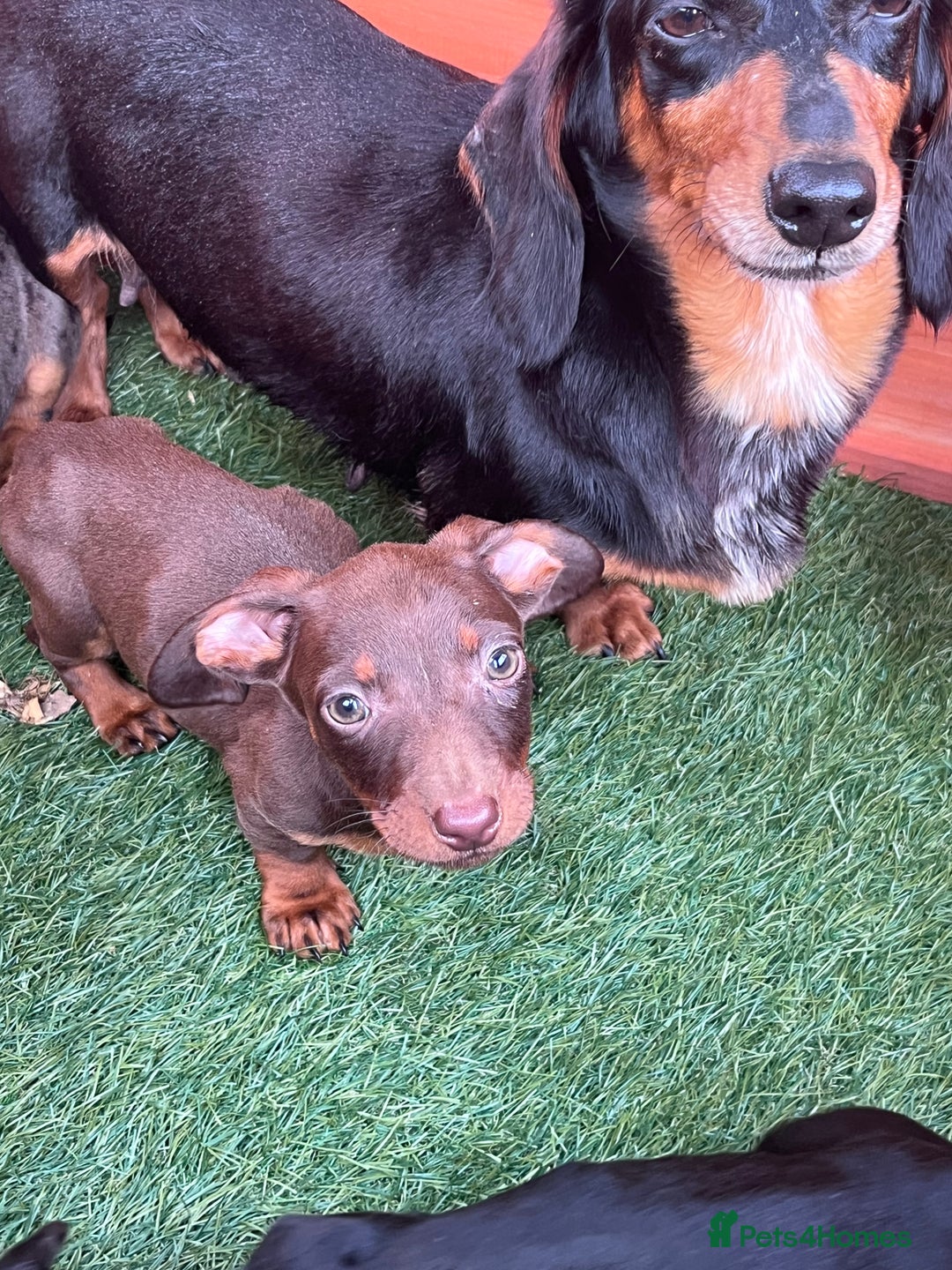 Dachshund dogs for sale: Standard Dachshund Puppies - Image 1