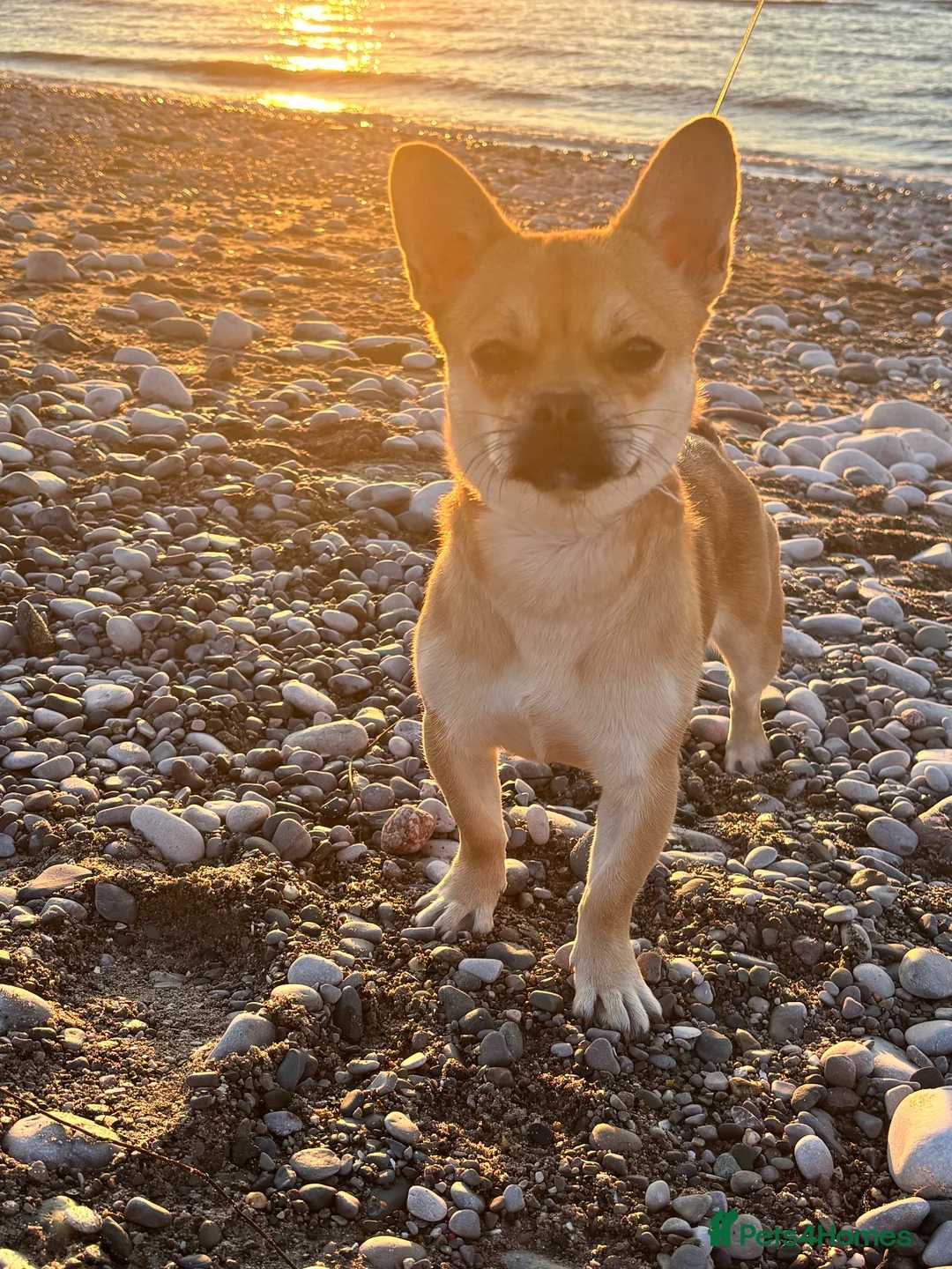 Mixed Breed dogs for sale: Female cross breed needing home  in Crewe - Advert 2