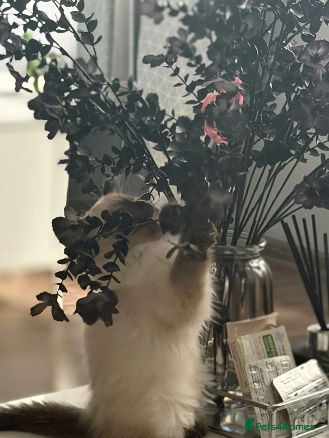 Ragdoll cats for sale: TWO BOYS RAGDOLLS FOR SELL - Advert 2