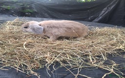 Mini Lop rabbits for sale: Beautiful purebred mini lop eared kits  - Image 2