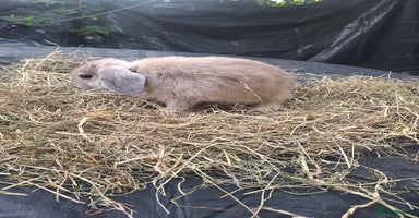 Mini Lop rabbits - Advert 2