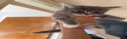 Ragdoll cats for sale: 4 Ragdoll Tabby Kittens in London - Advert 12