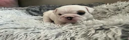 English Bulldog dogs for sale: beautiful kc reg health tested pup - Advert 2
