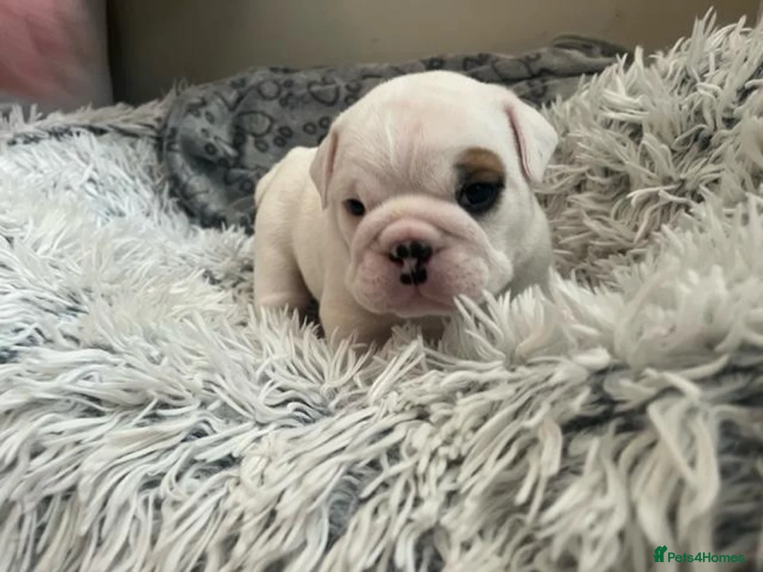 English Bulldog dogs for sale: beautiful kc reg health tested pup - Advert 2