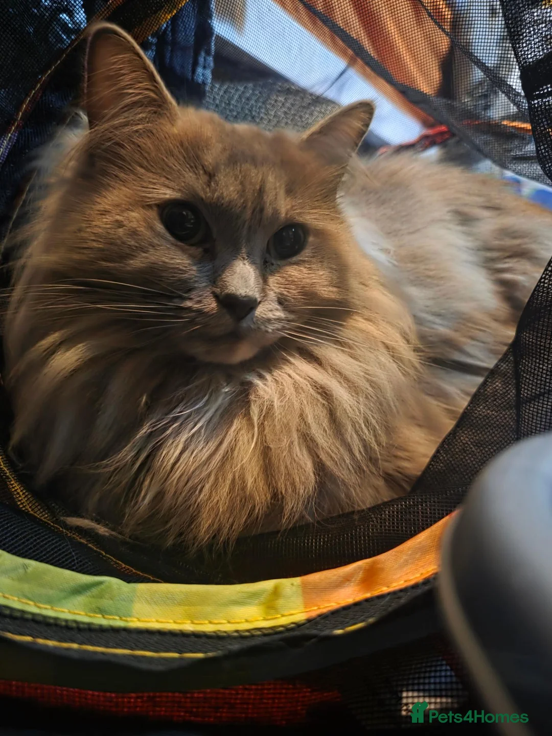Maine Coon cats for sale: Neutered/Polydactyl  - Advert 1
