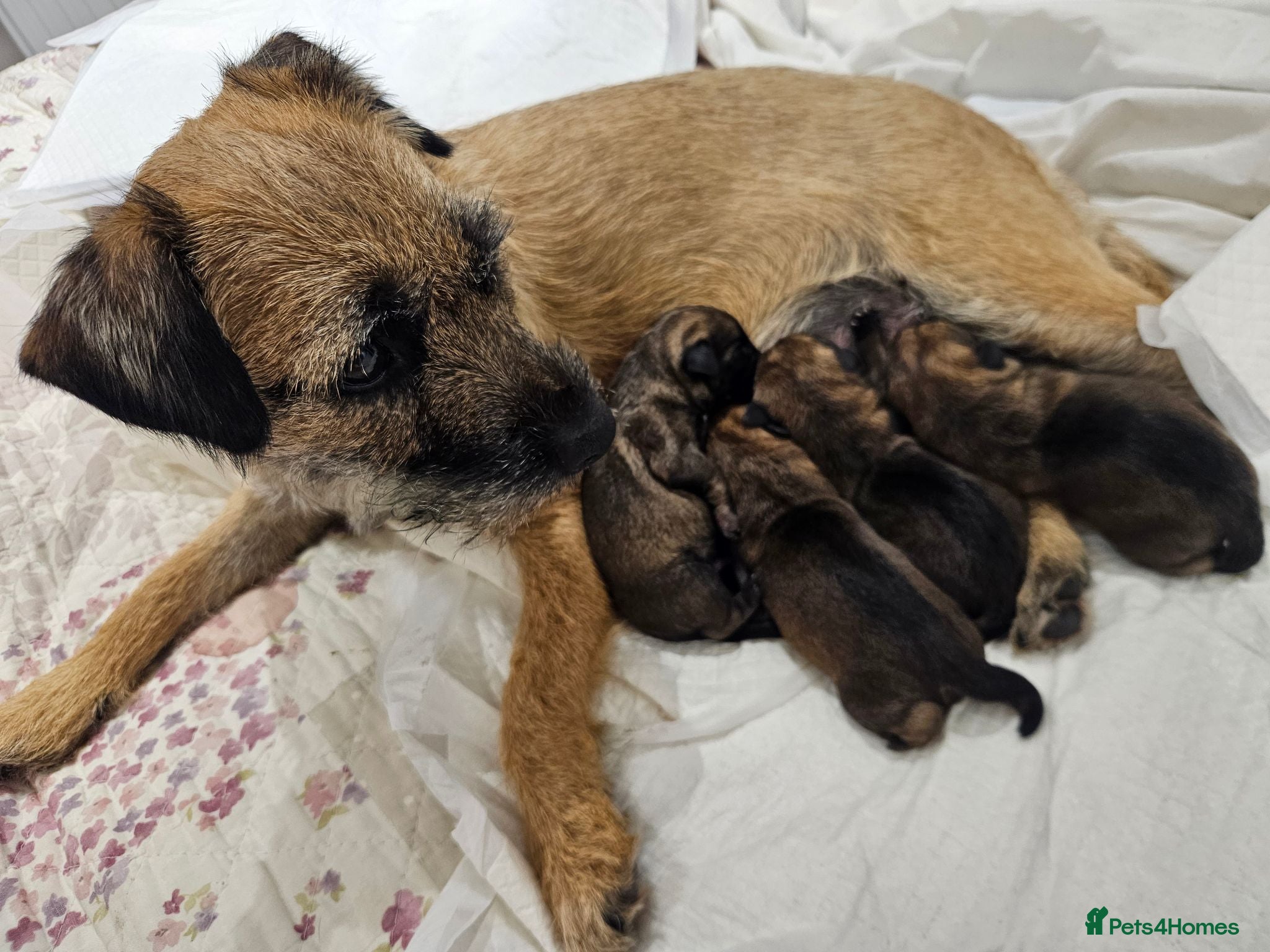 Border Terrier dogs BORDER TERRIER. - Advert 1