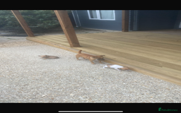 Jack Russell dogs for sale: Jack russle puppies  - Image 11