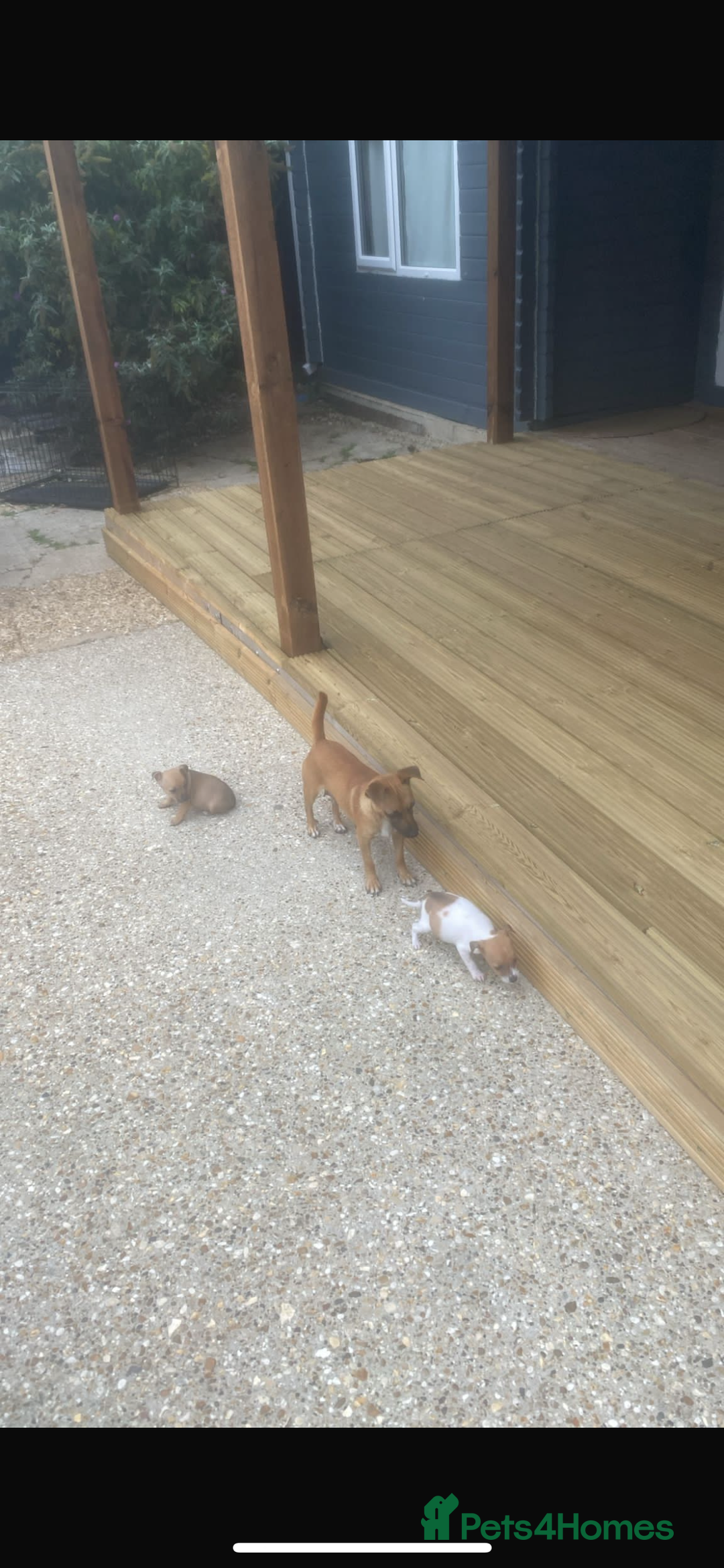 Jack Russell dogs for sale: Jack russle puppies  - Image 11