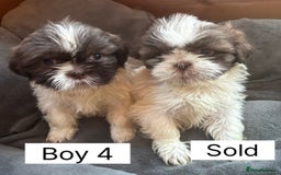 Shih Tzu dogs for sale: Four shih tzu boy puppy’s for sale. - Image 18
