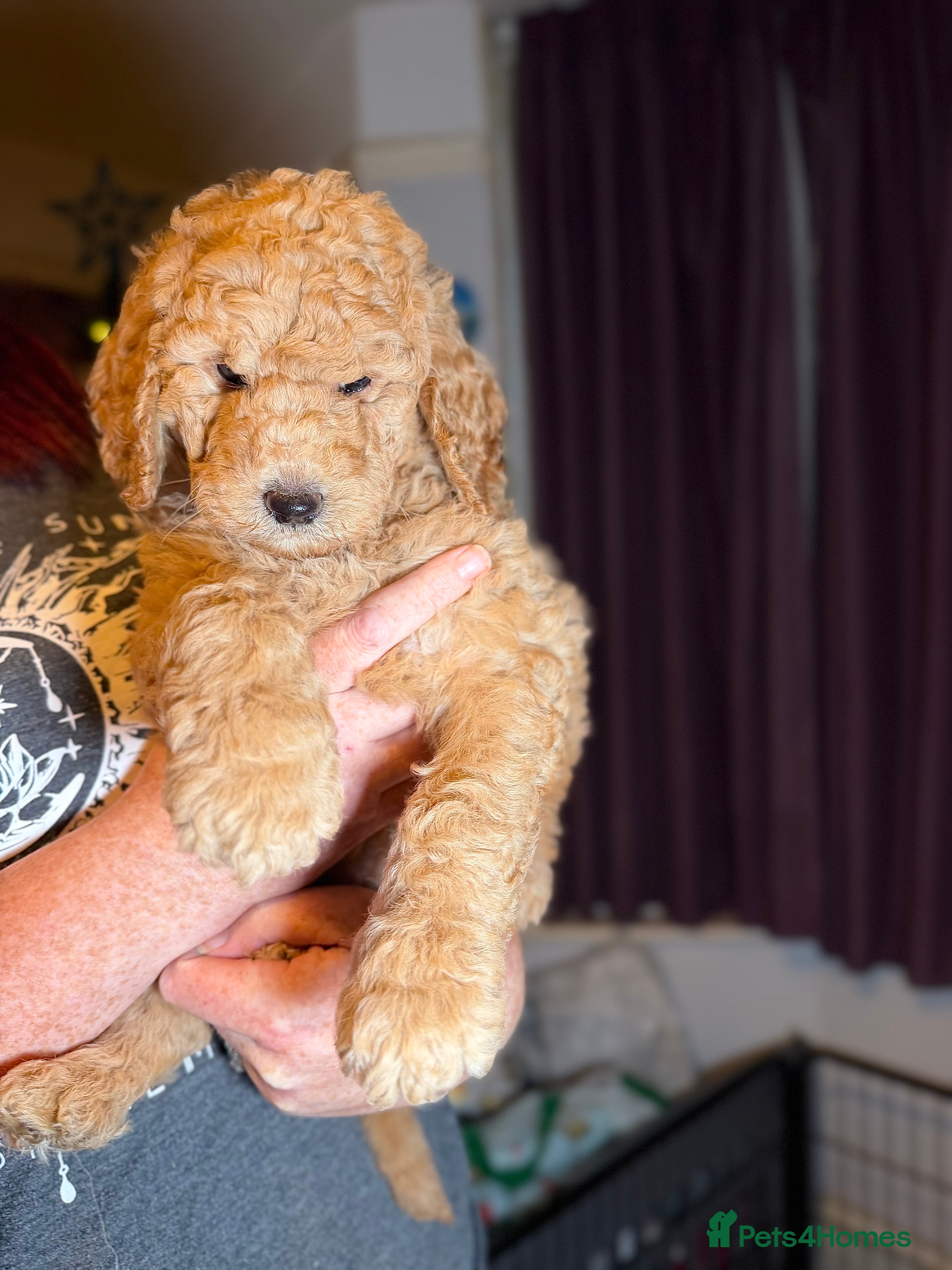 Goldendoodle dogs Goldendoodles Ready Now - Advert 2