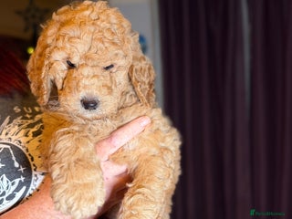 Goldendoodle dogs Goldendoodles Ready Now - Advert 2